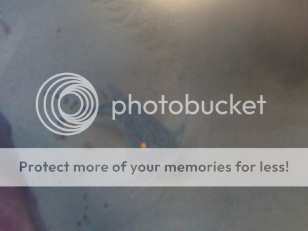 20042009186.jpg