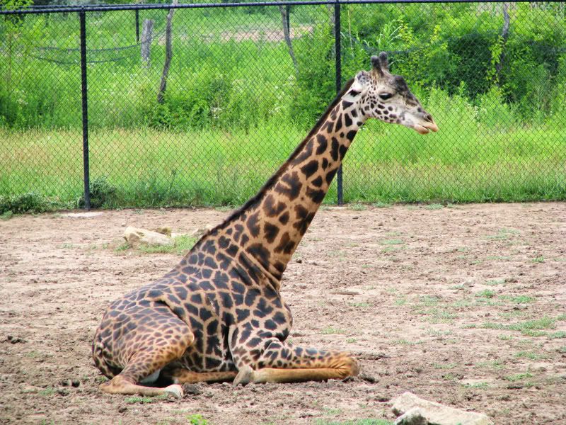 MasaiGiraffe.jpg