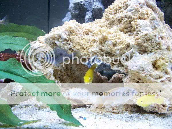 fishpic4.jpg