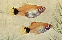 platy.jpg