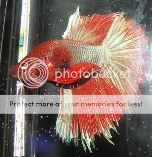 bettas088.jpg