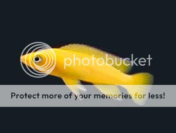 akvaryumdelisi_fish_profiles_leleupi1.jpg