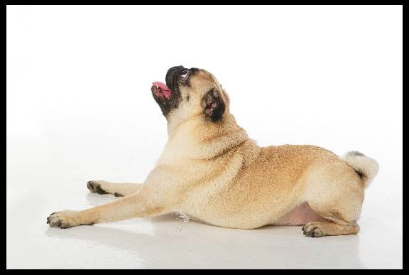 Pugslee_down_pose_small.jpg