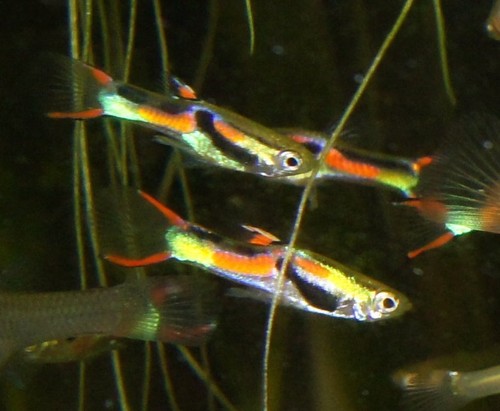 s-l500.jpg