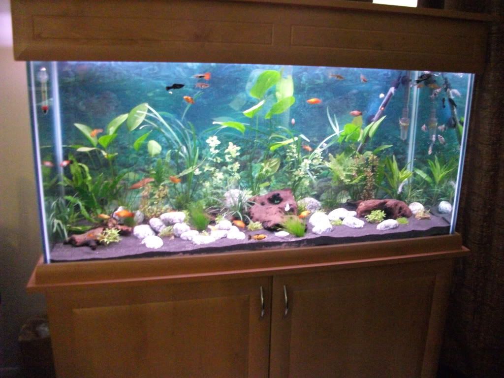 newtankplanted.jpg