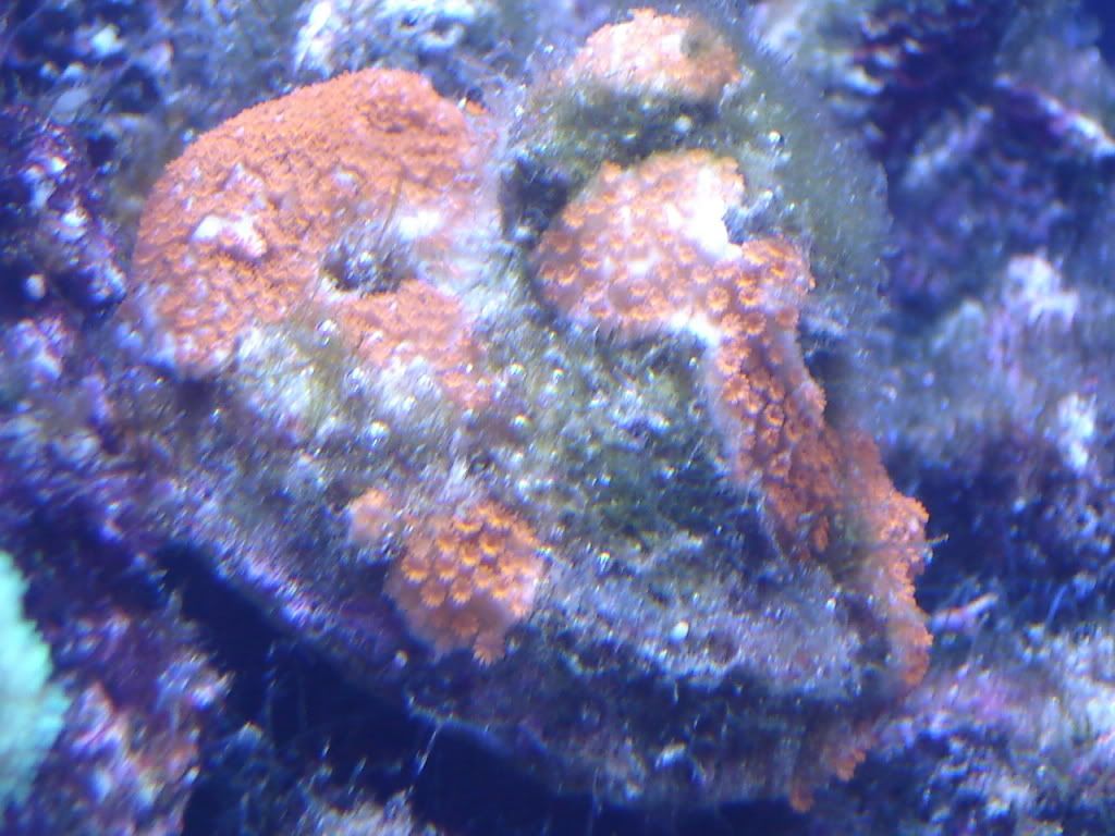 DSC01335.jpg