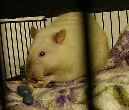 rat020.jpg