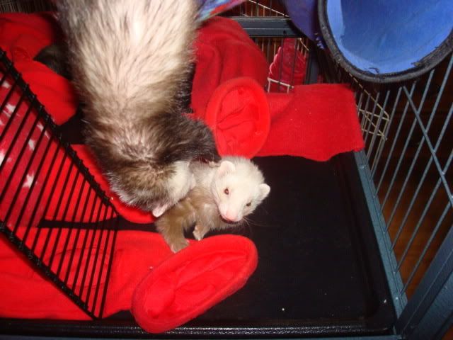 ferrets1006.jpg