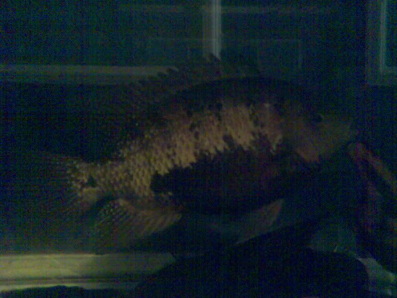 Fishboy008.jpg