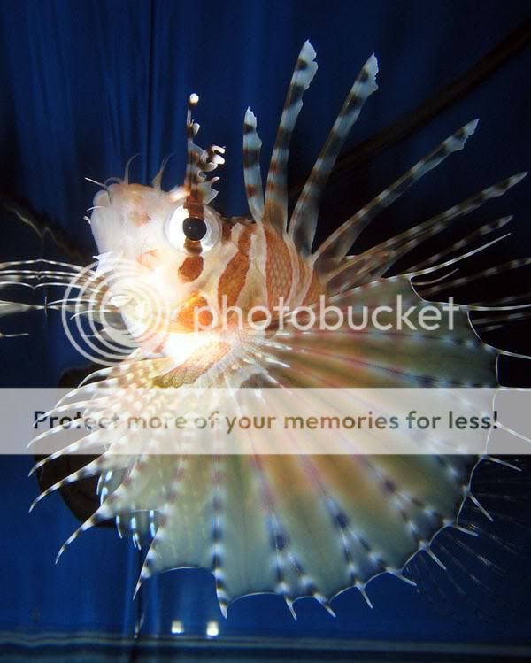 lionfish2.jpg