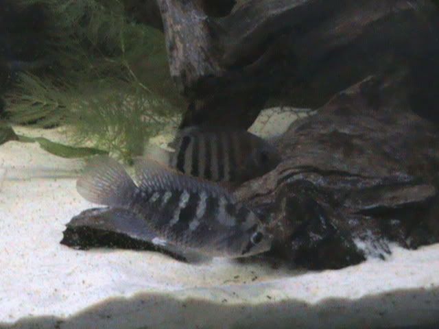 DSC00106.jpg