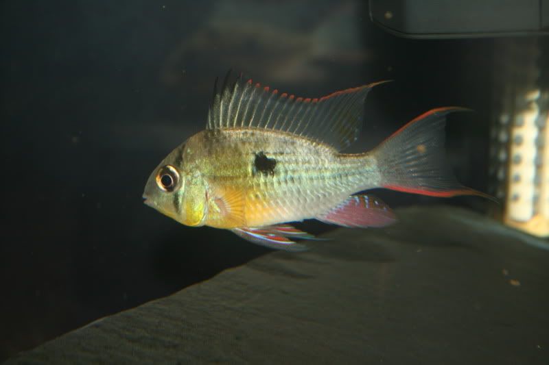 Fish2.jpg