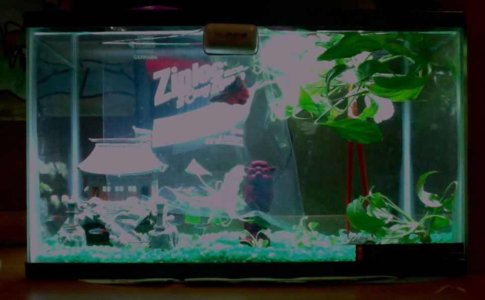 Photoon8-8-12at1003PM.jpg