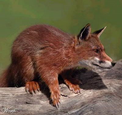 animals0471.jpg