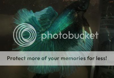 bettas084.jpg