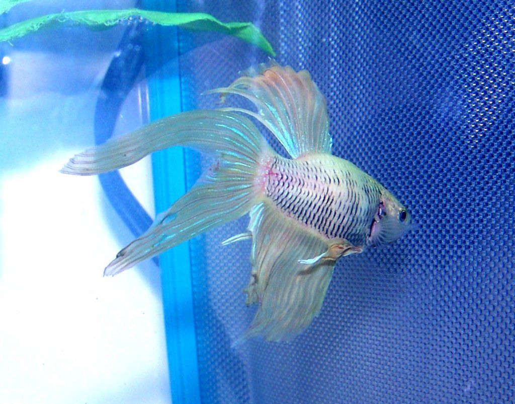 Doubletail2.jpg