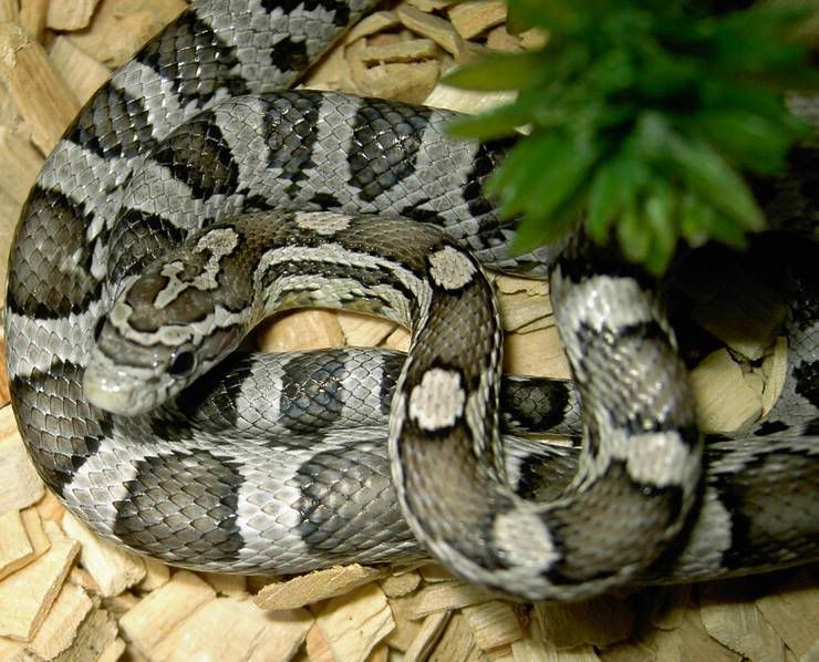 snakes2098.jpg