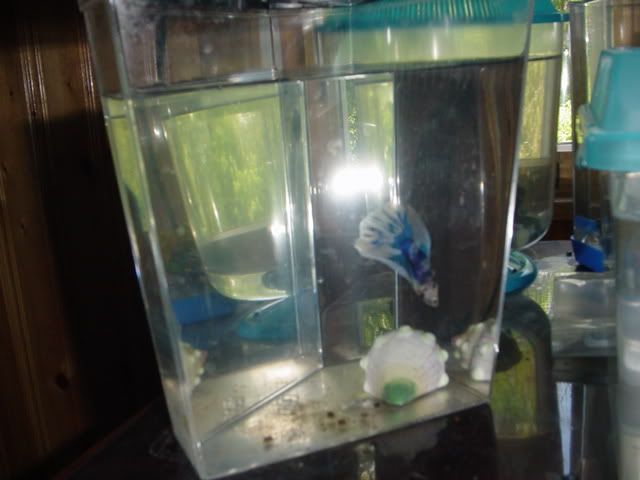Fishyhomes005.jpg