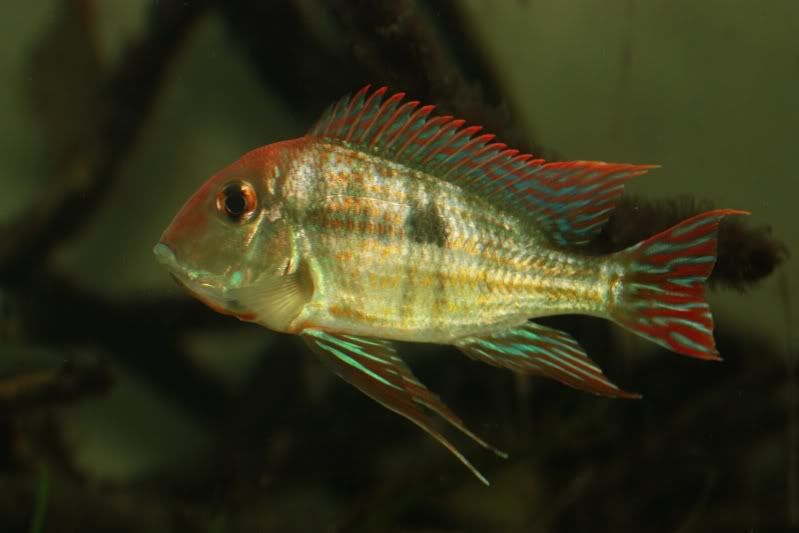 tapajos2.jpg