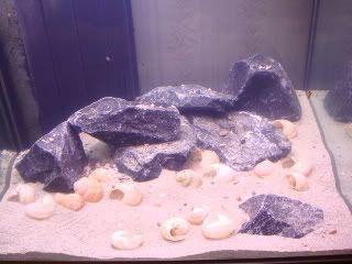 shelliebiotope002-1.jpg