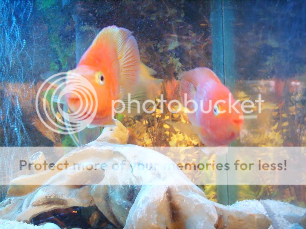 parrotfish.jpg