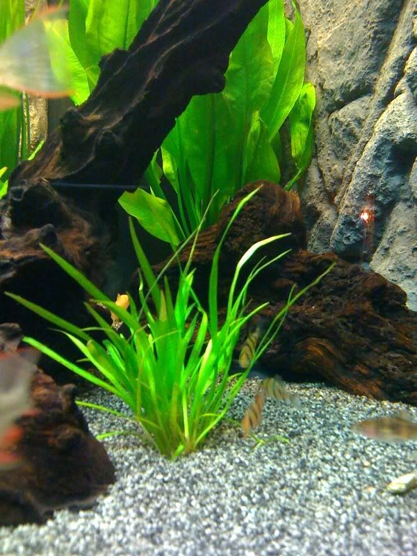 plantgrass2.jpg