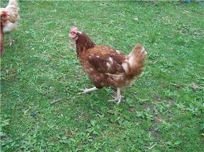 chicken290705.jpg