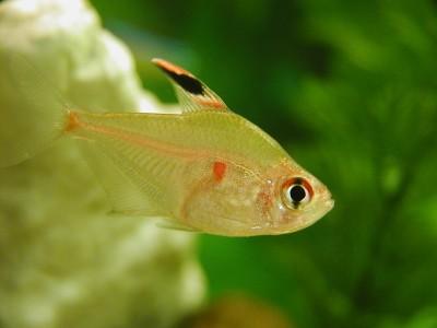 blhttetra.jpg