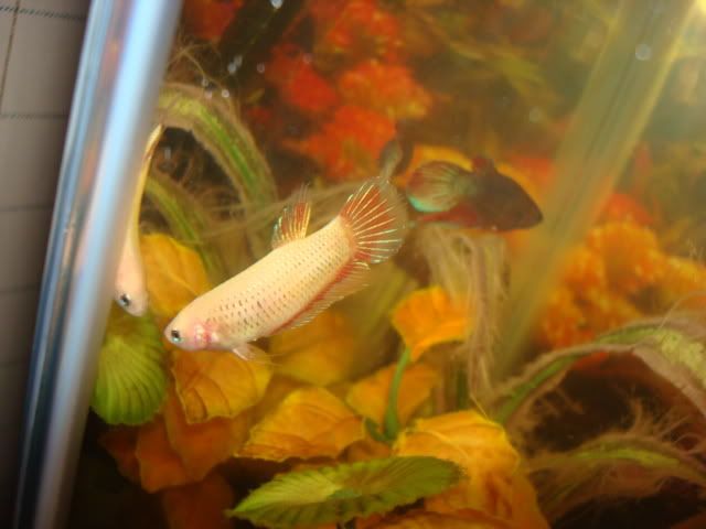 bettas058.jpg