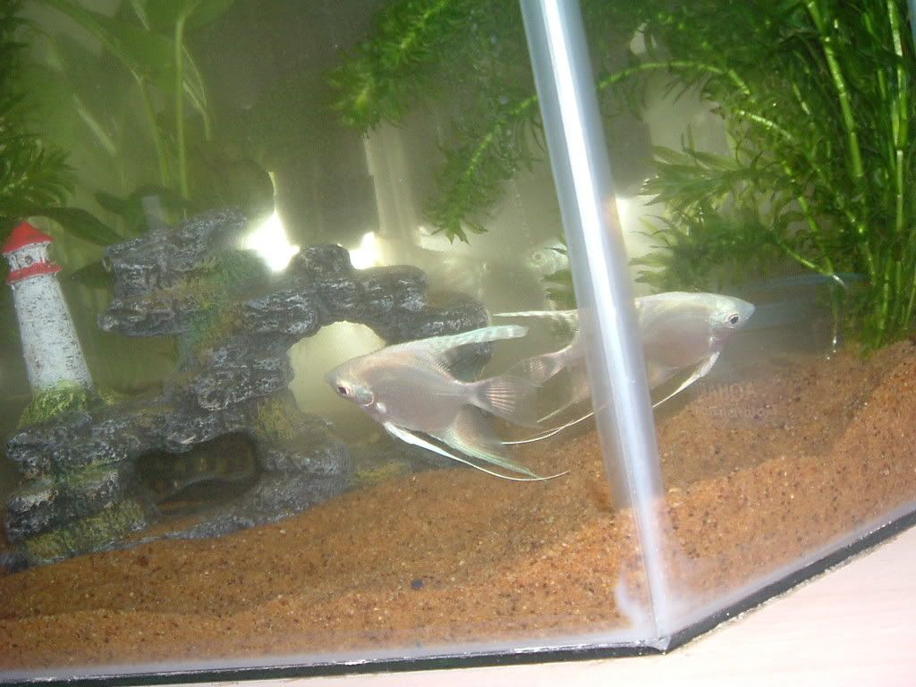 Fish011.jpg