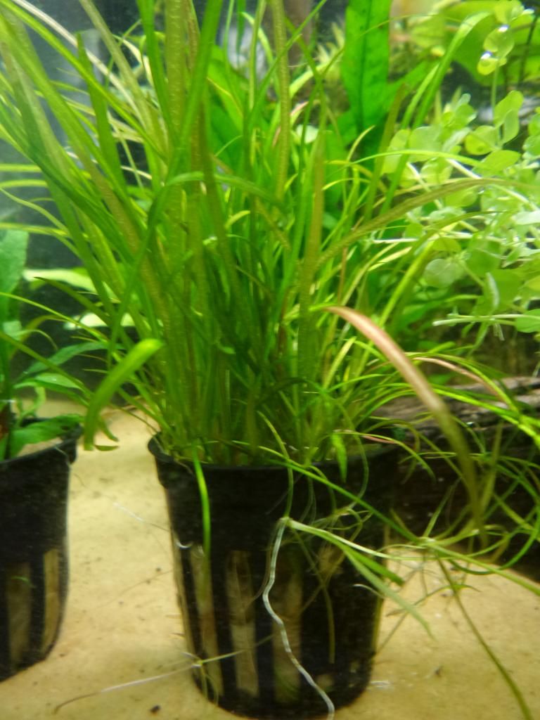 20140907_171457_zpsce5685a1.jpg