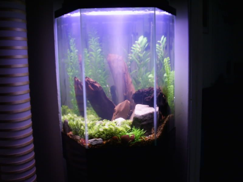 fishtankpics026.jpg