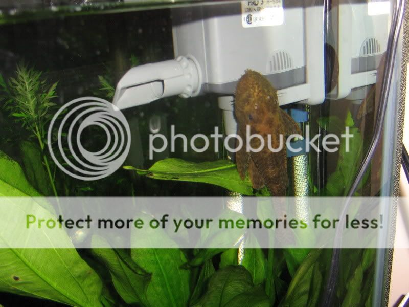 PictureorVideo318.jpg