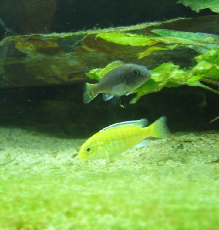FishTank118.jpg