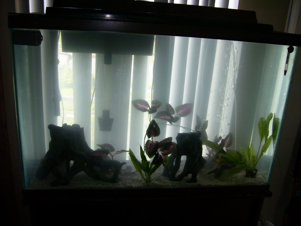 Pets1BG2213.jpg