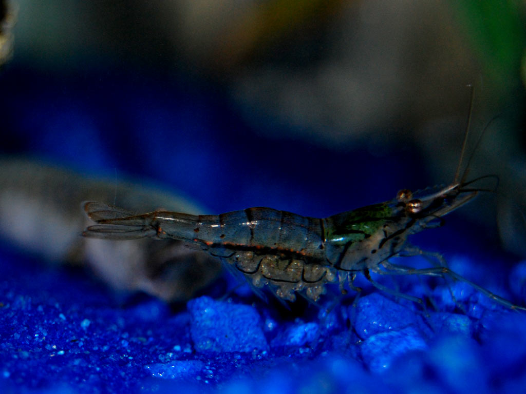 ghost_shrimp-goby1-2.jpg