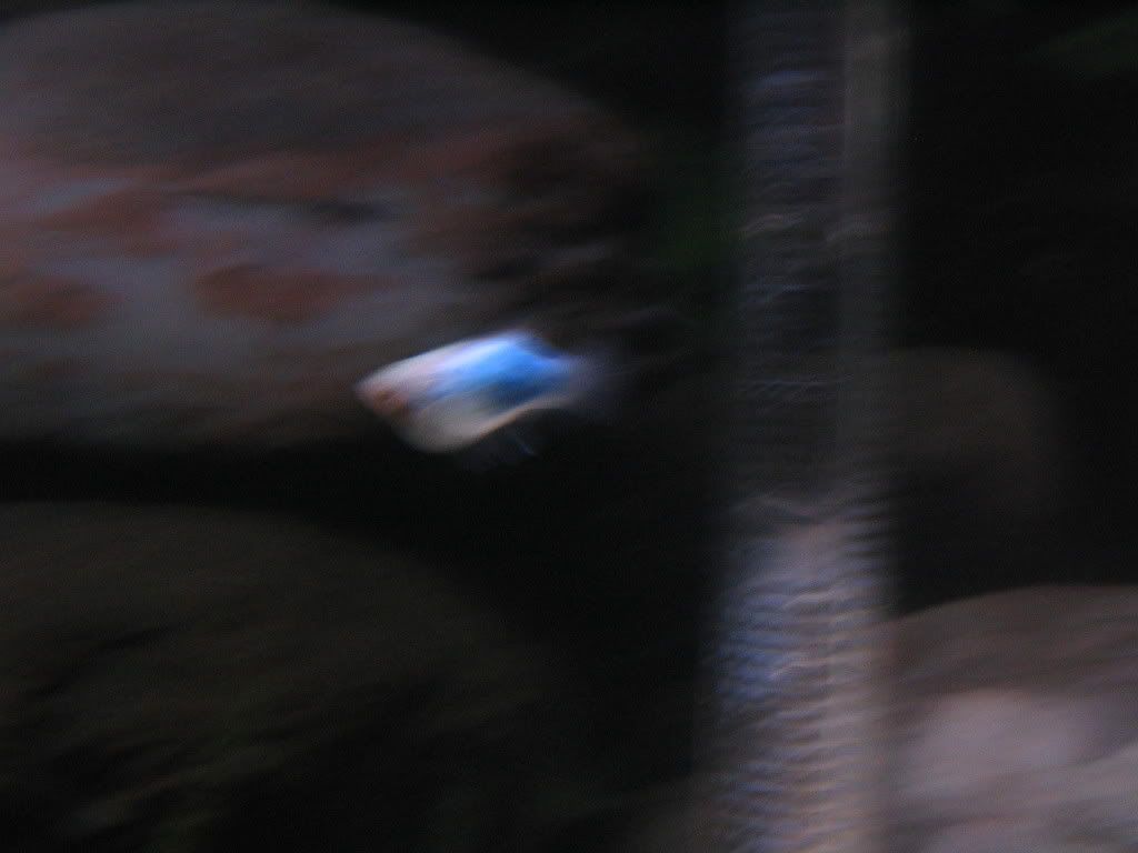 Picture006.jpg