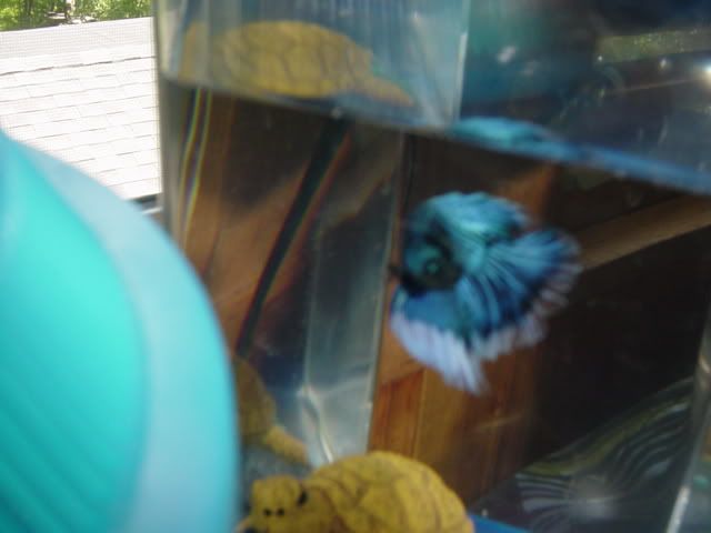 Fishyhomes013.jpg