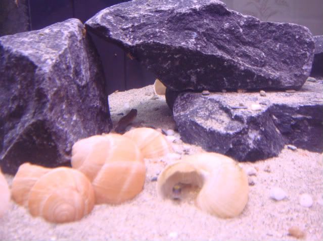 shelliebiotope005.jpg
