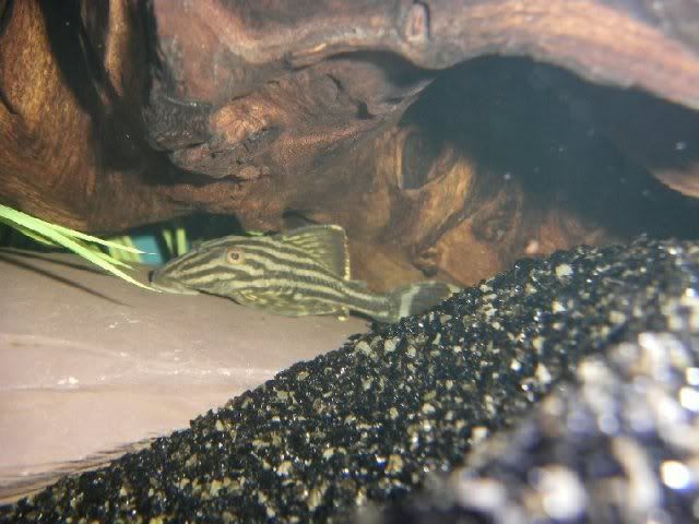 Slurp1.jpg