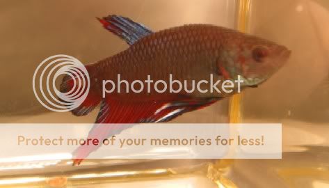 BlueRedPlakatMaleC.jpg