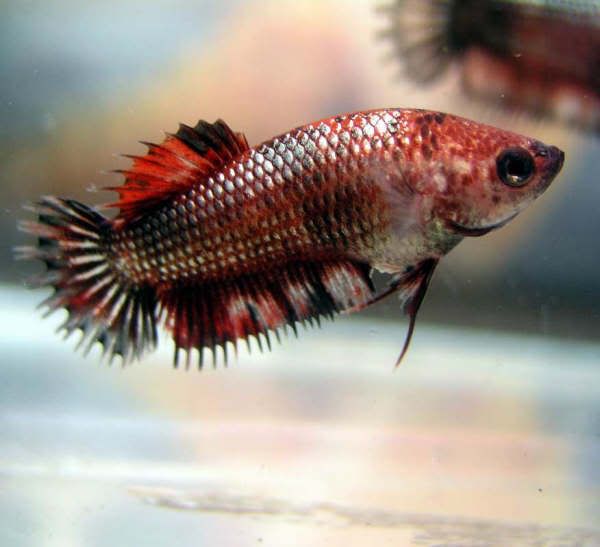 fwbettashmp1170606797.jpg