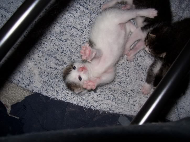 Picture089.jpg