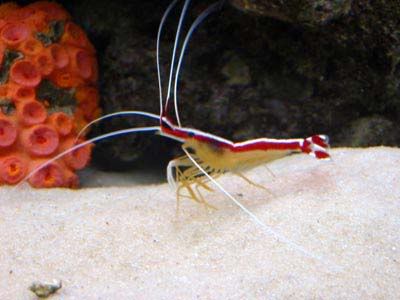 Lysmata-grabhami.jpg