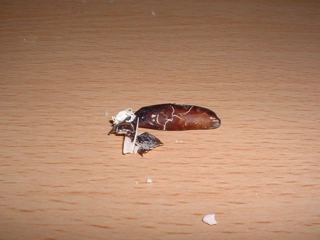DSCF0129.jpg