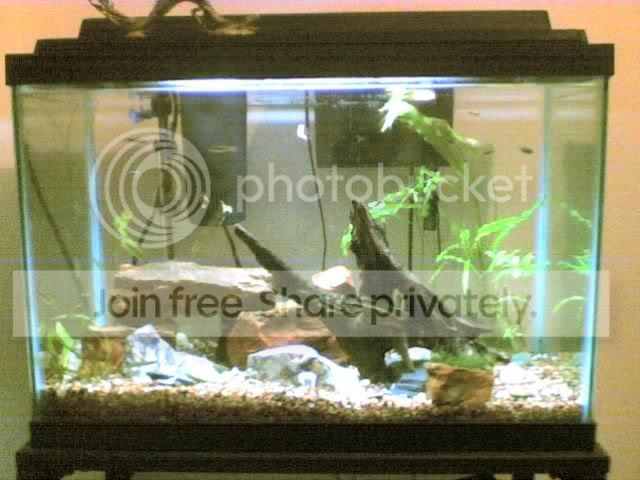 fishtankie.jpg