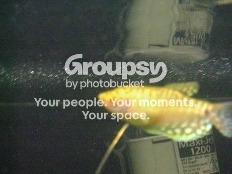 gourami.jpg