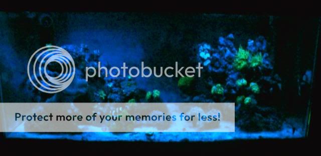 2009_0823Reef0013.jpg