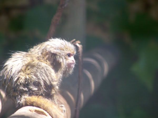 pygmymarmoset2.jpg