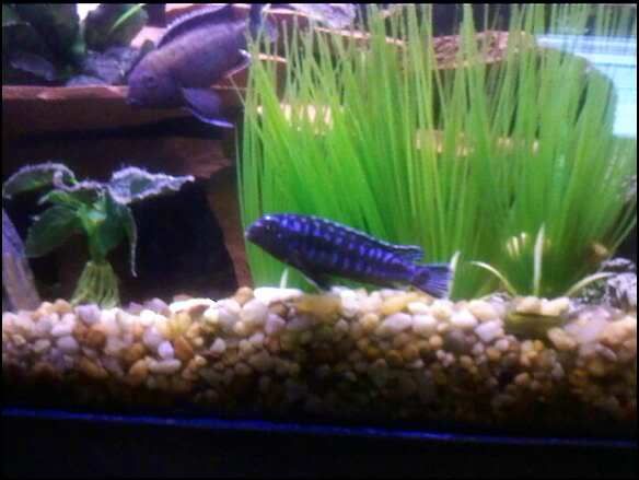 Fish1.jpg